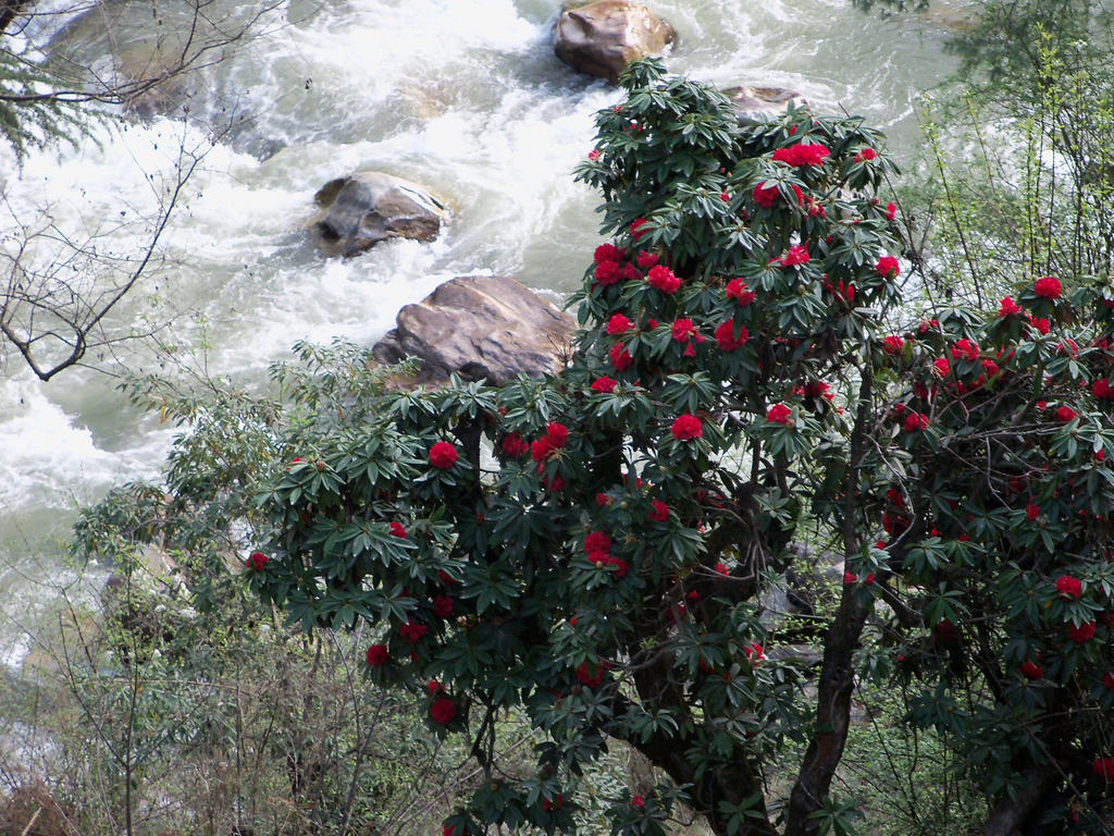 Parvati Kuteer Riverside Resort Kasol Exteriér fotografie